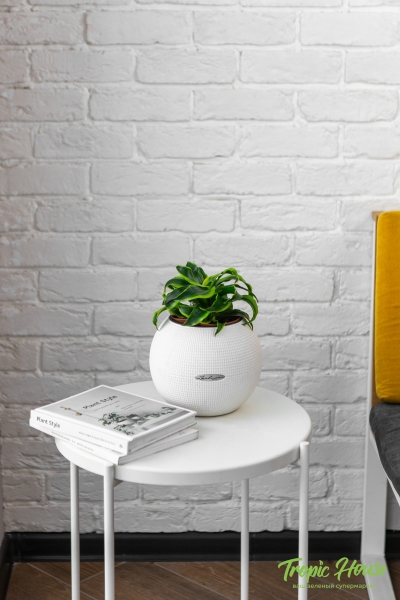 Драцена Торнадо в PURO 20 Драцена Торнадо в PURO 20