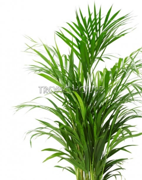 Хризалидокарпус в CLASSICO 28