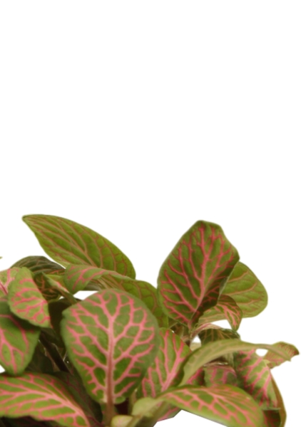 Фиттония микс 10/15 см в OJO