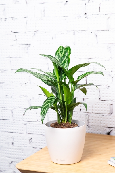 Аглаонема Мария 15/35 см