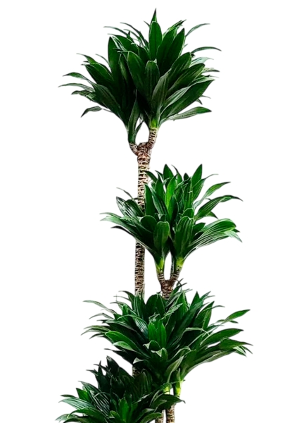 Драцена Компакта 4 ствола 24/130 см в CANTO STONE HIGH 30