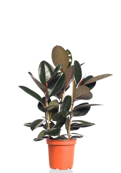 Фикус Эластика Абиджан 3 ствола 21/65 см Фикус Эластика Абиджан 3 ствола 21/65 см