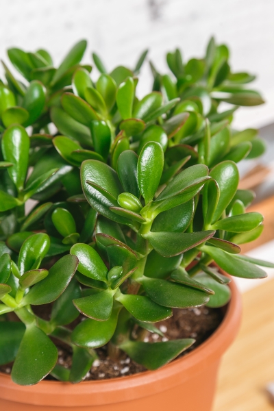 Крассула Овата 23/40 см