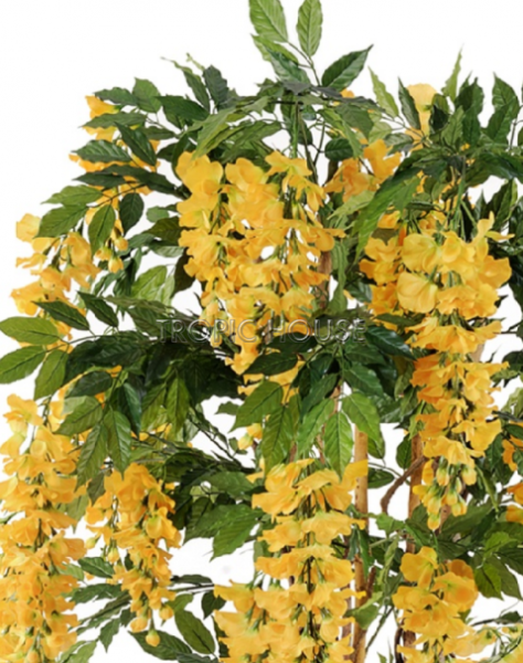 Вистерия лиана жёлтая