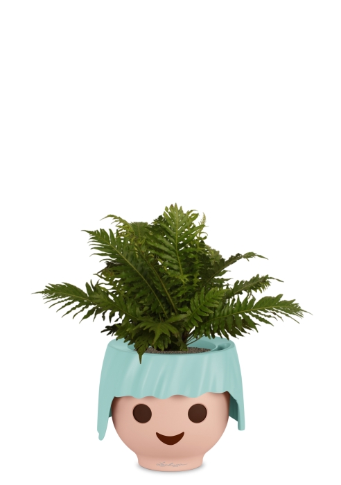 Блехнум 12/30 см в OJO