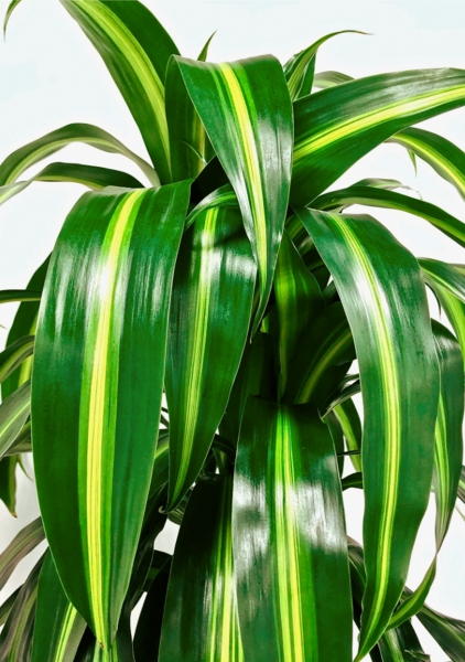 Драцена Гавайская 27/190 см в CLASSICO COLOR 35