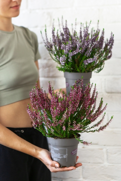 Вереск (Эрика) бордовый 12/30 см