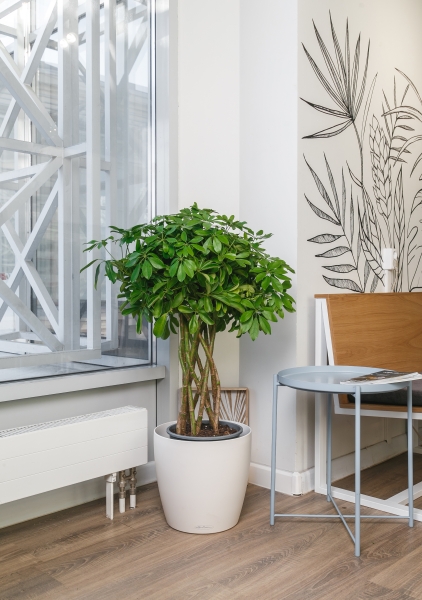 Шеффлера Голд Капелла цилиндр 27/120 см