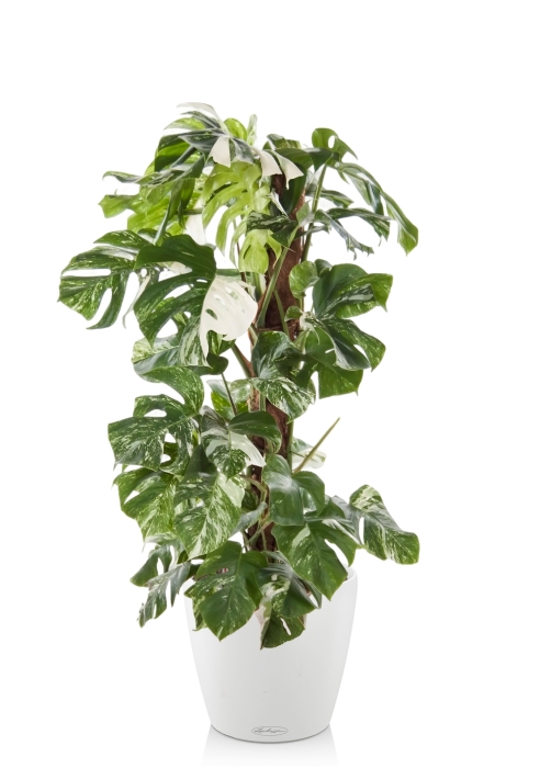 Монстера Вариегатная на опоре 30/170 см в CLASSICO COLOR 35, белый