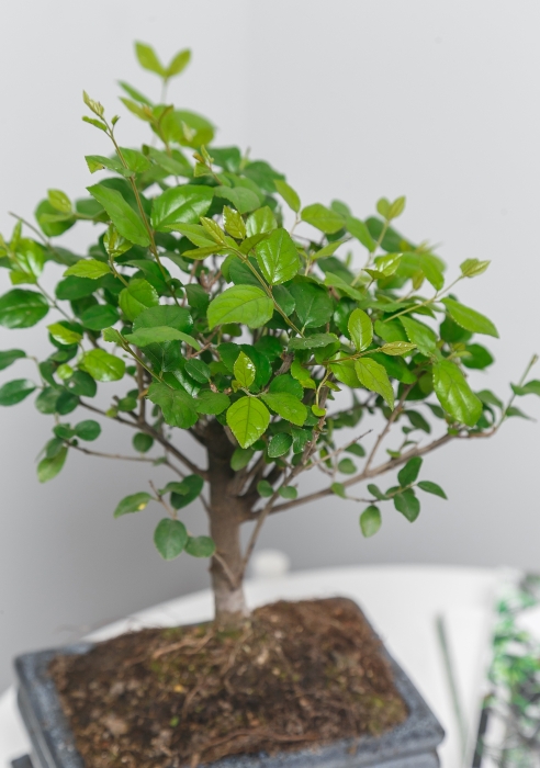 Бонсай микс в керамике 20/45 см