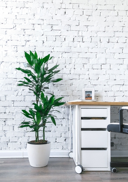 Драцена Джанет Линд 3 ствола 21/90 см Драцена Джанет Линд 3 ствола 21/90 см