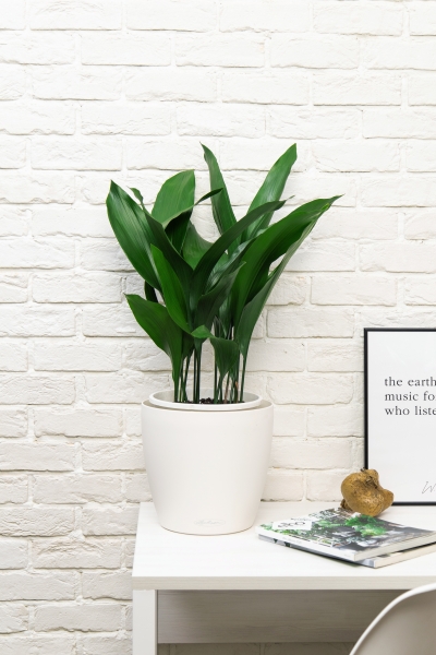 Аспидистра в CLASSICO Color 28 Аспидистра в CLASSICO Color 28