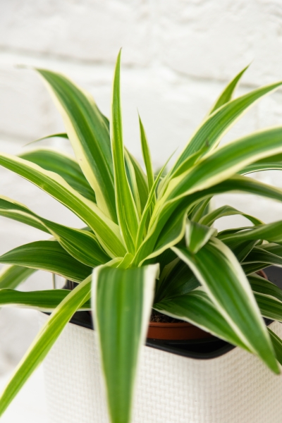 Хлорофитум Айриш 12/30 см в CUBE GLOSSY 14