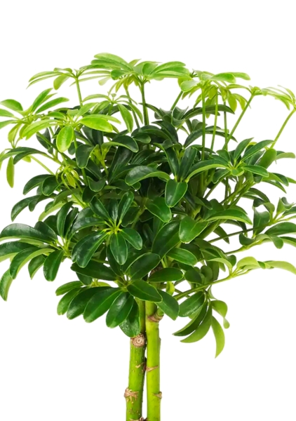 Шеффлера компакта на штамбе 12/40 см в CANTO STONE 14 Шеффлера компакта на штамбе 12/40 см в CANTO STONE 14