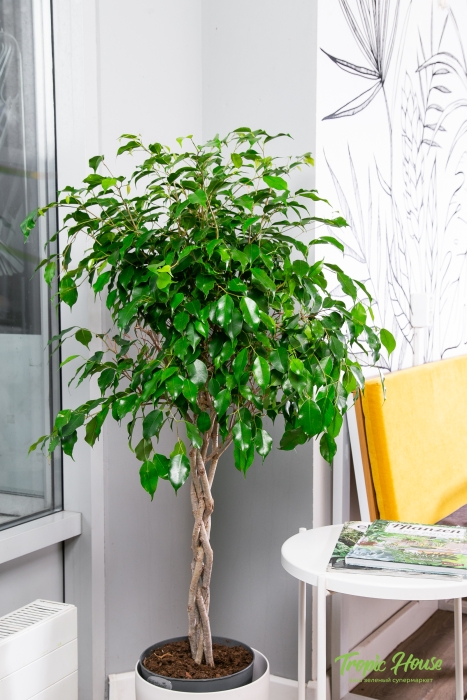 Фикус Экзотика переплетенный CLASSICO COLOR 28