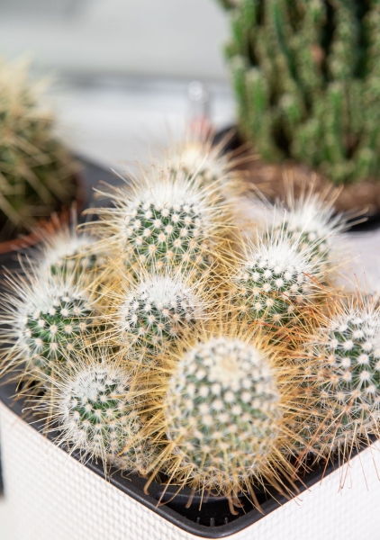 Набор "Кактусы" в CUBE COLOR 14