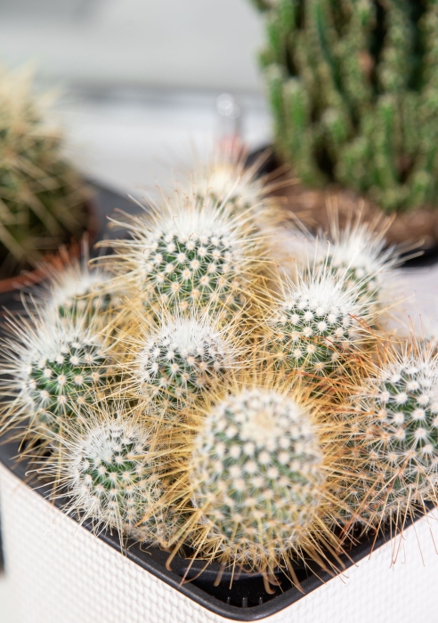 Набор "Кактусы" в CUBE COLOR 14