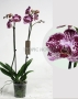 Орхидея Фаленопсис розовая пятнистая 12/60 см