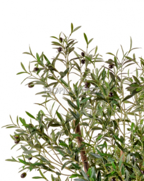 Олива Нэйчерел с плодами