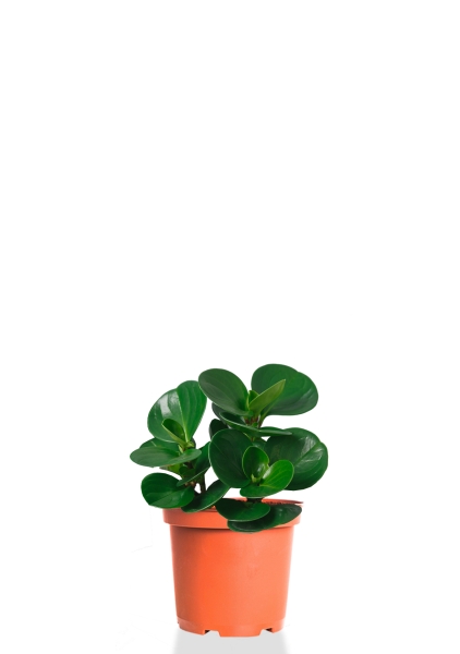 Пеперомия Грин 12/20 см Пеперомия Грин 12/20 см