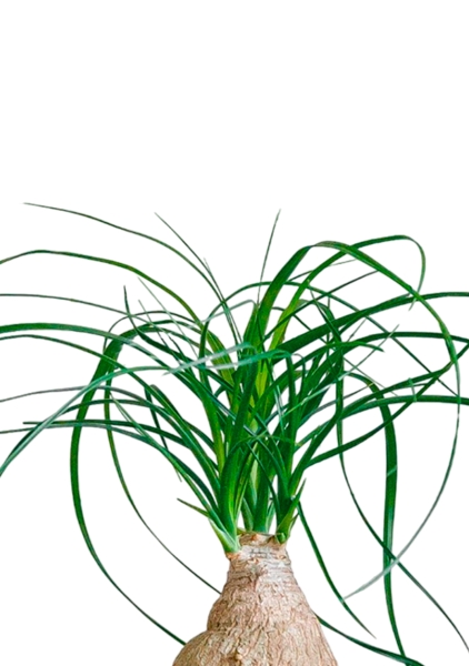 Нолина на стволе 12/35 в PURO 20