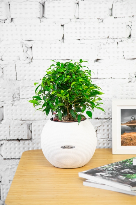 Фикус Грин Кинки в PURO 20