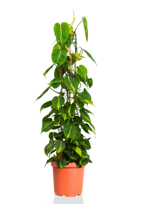 Филодендрон Сканденс Бразил на опоре 24/120 см