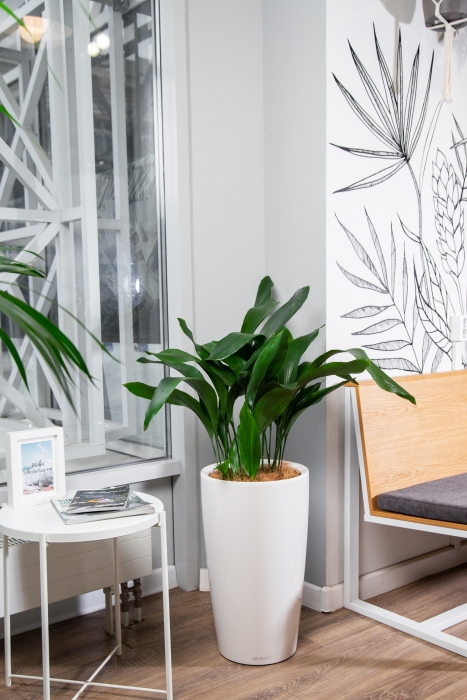 Аспидистра в RONDO 32