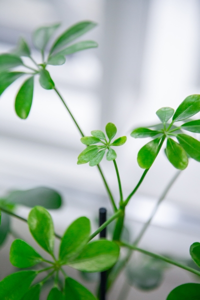 Шеффлера Нора 12/40 см