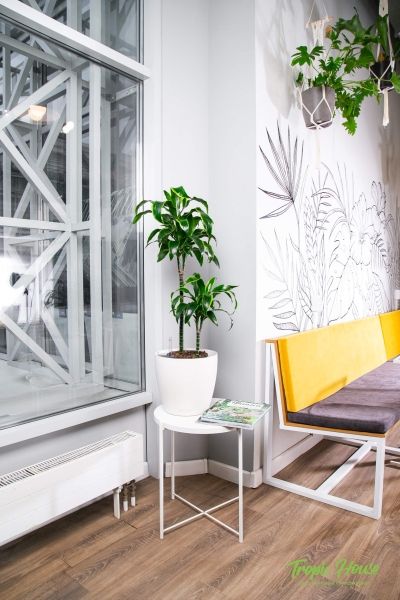 Драцена Дорадо 2 ствола 19/80 см Драцена Дорадо 2 ствола 19/80 см