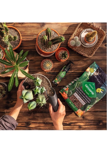 Субстрат Lechuza CACTUSPON