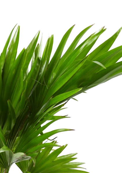 Ливистона 15/50 см