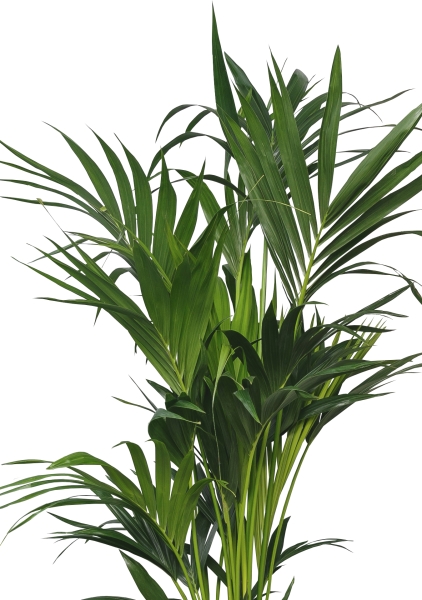 Ховея 27/120 см