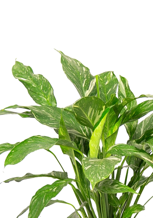 Спатифиллум Даймонд в QUADRO LS 21