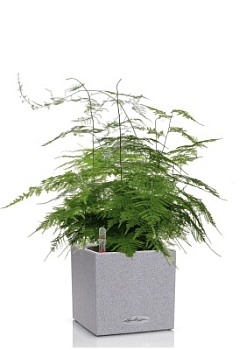 Аспарагус в CANTO STONE 14 Аспарагус в CANTO STONE 14