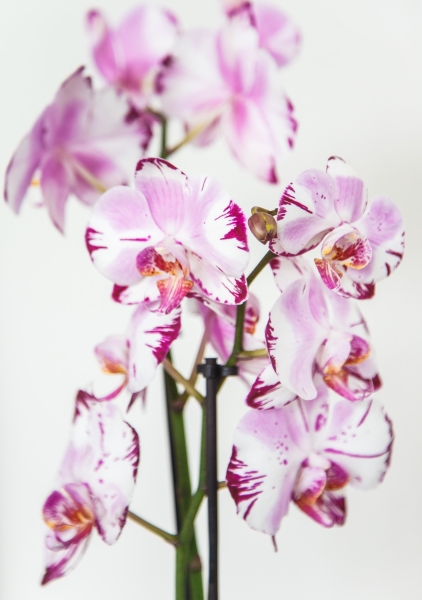 Орхидея Фаленопсис белая пятнистая 12/60 см