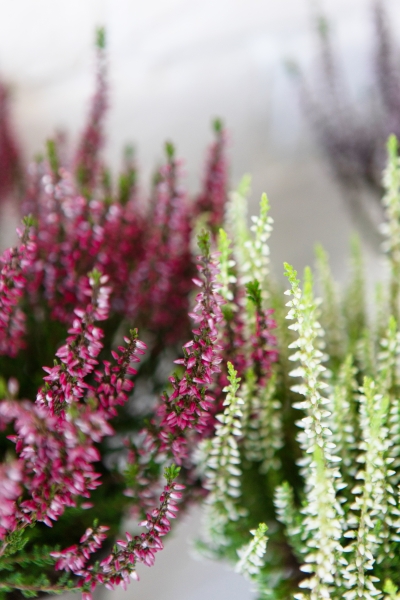 Вереск (Эрика) бордовый 12/30 см