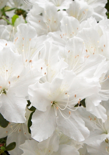 Азалия Индика белая в BALCONERS COLOR 50