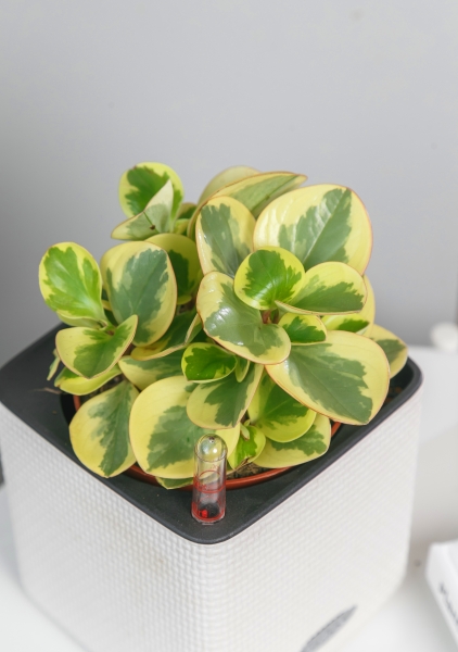 Пеперомия Биколор 12/20 см в CUBE GLOSSY 14 Пеперомия Биколор 12/20 см в CUBE GLOSSY 14