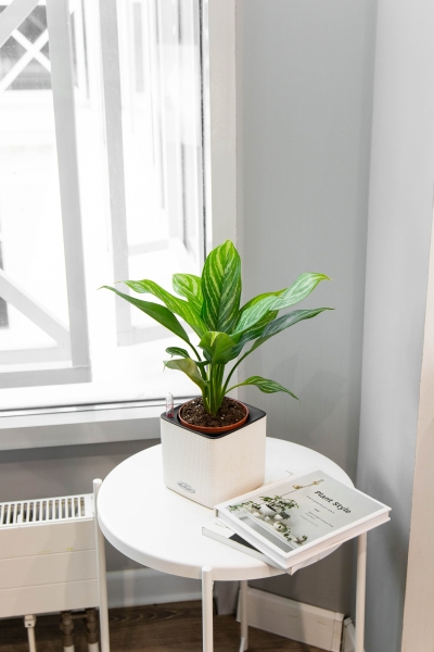 Аглаонема Страйп в CUBE COLOR 14