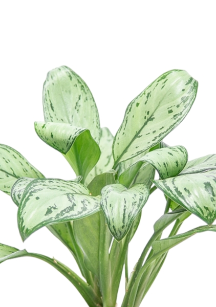 Аглаонема Мария Кристина 14/40 см