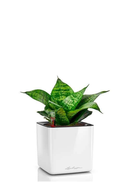 Сансевиерия Ханни 12/25 в CUBE GLOSSY 14, белый блестящий