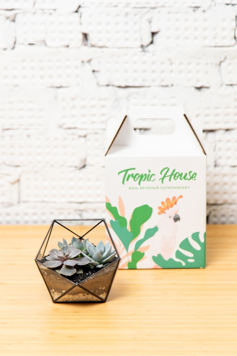 Флорариум - икосаэдр с суккулентами