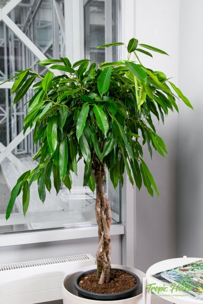 Фикус Амстел Кинг в CLASSICO COLOR 43