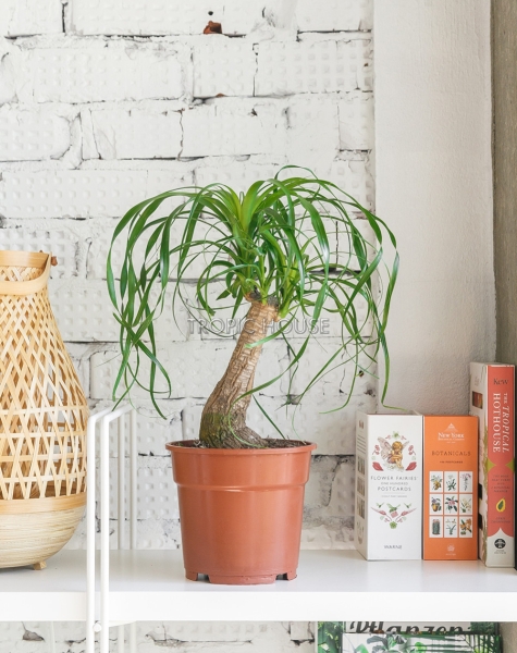 Нолина на стволе 17/50 см