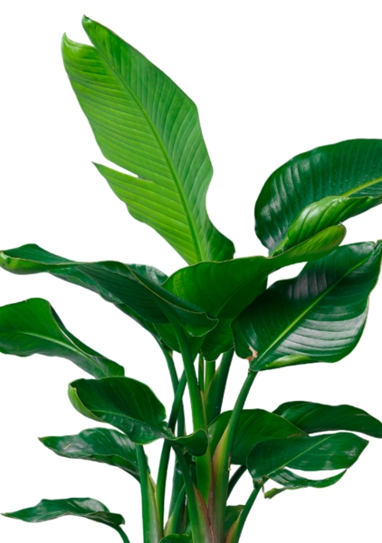 Стрелиция Николай 26/110 см