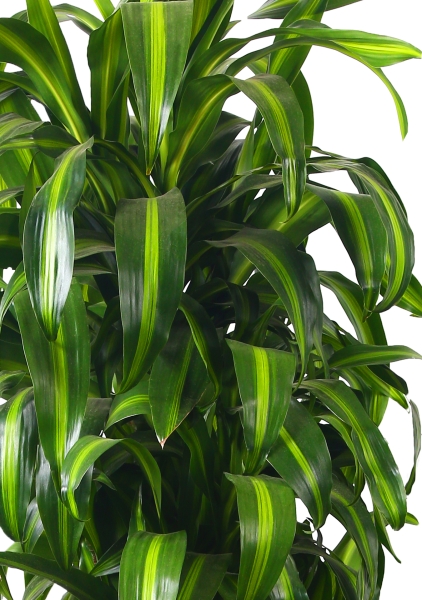 Драцена Гавайская бранч 24/90 см