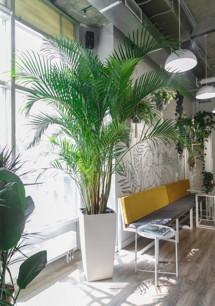 Хризалидокарпус Арека 45/250 см