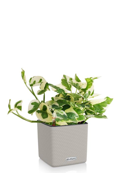 Эпипремнум Энджой в CUBE COLOR 14 Песочно-коричневый