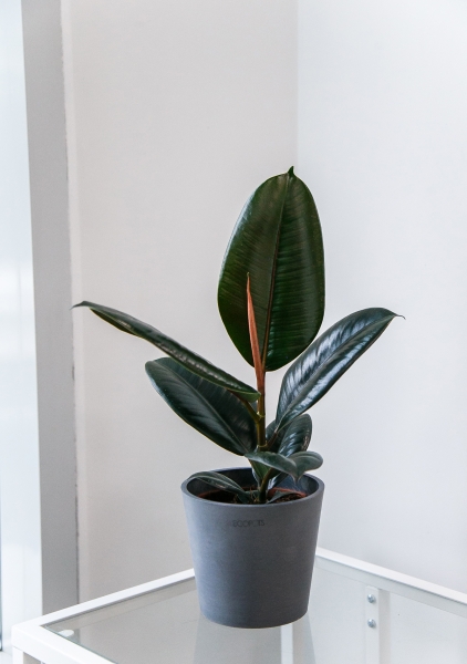 Фикус Эластика Абиджан 12/35 см Фикус Эластика Абиджан 12/35 см